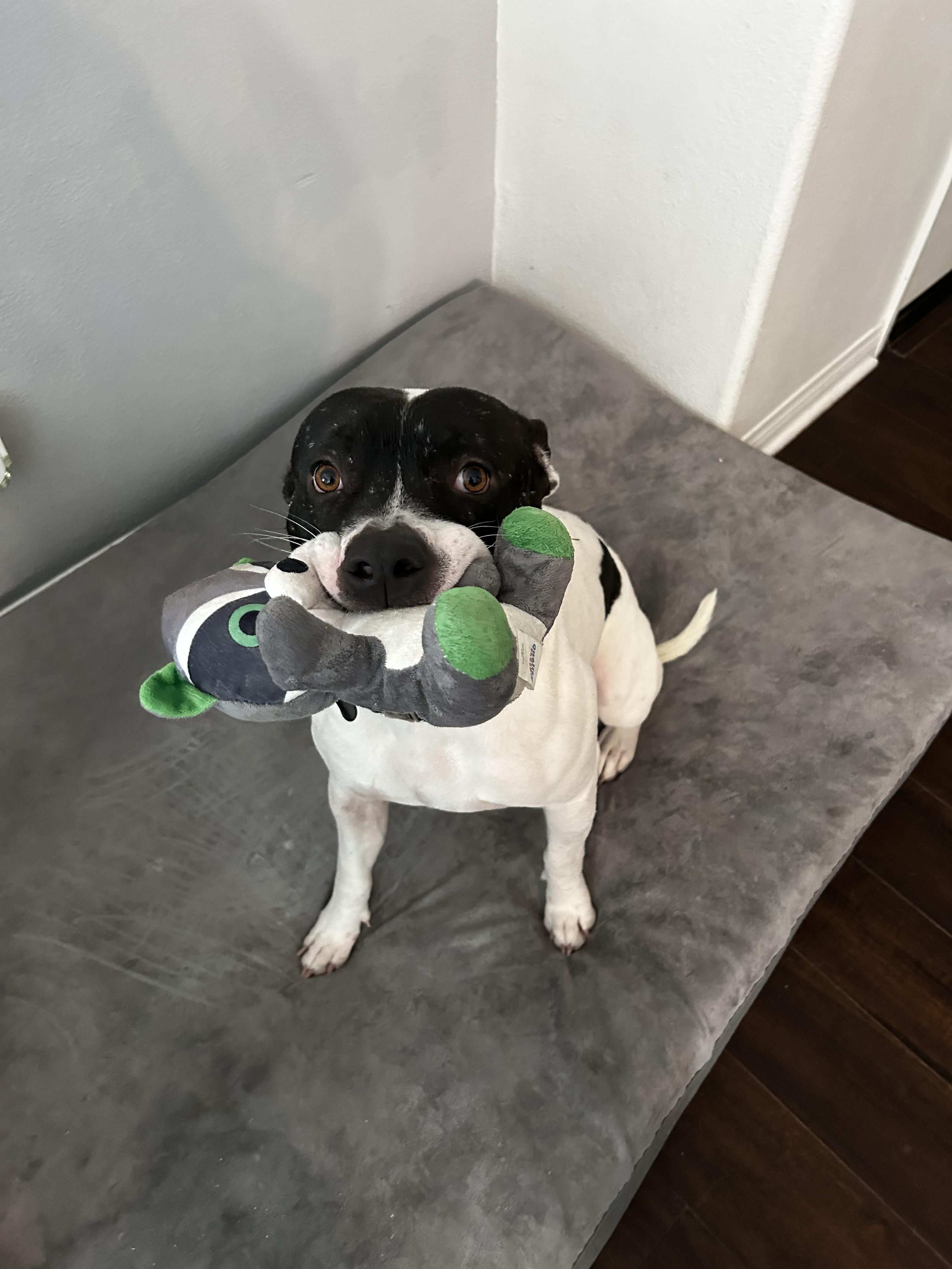 Russ slice of perfection, Adoptable, Young Male American Staffordshire Terrier.