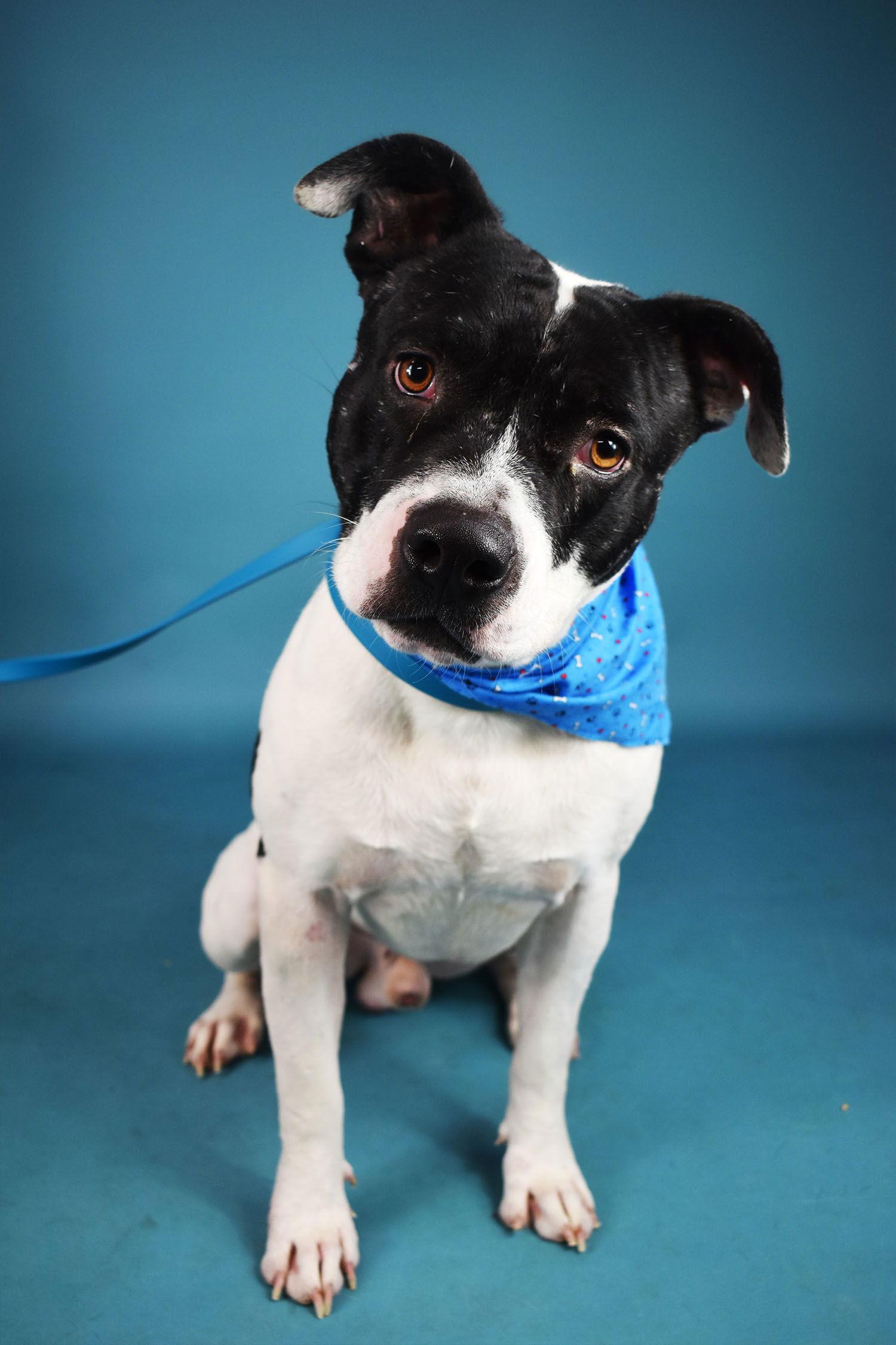 Russ, Adoptable, Young Male Pit Bull Terrier.