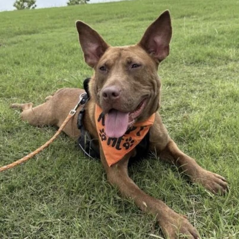 Truman - come meet him, Adoptable, Adult Male Pit Bull Terrier & Mixed Breed.
