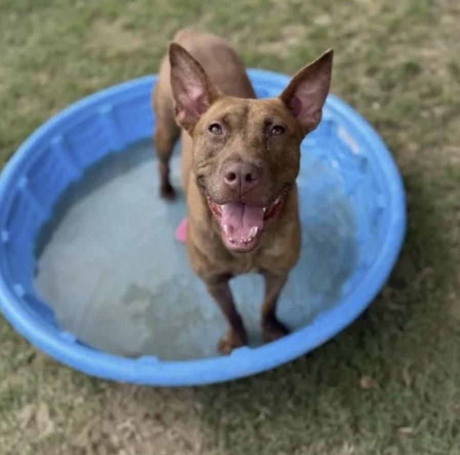 Truman - come meet him, a Adoptable mixed breed in Chicago, IL image 2/4