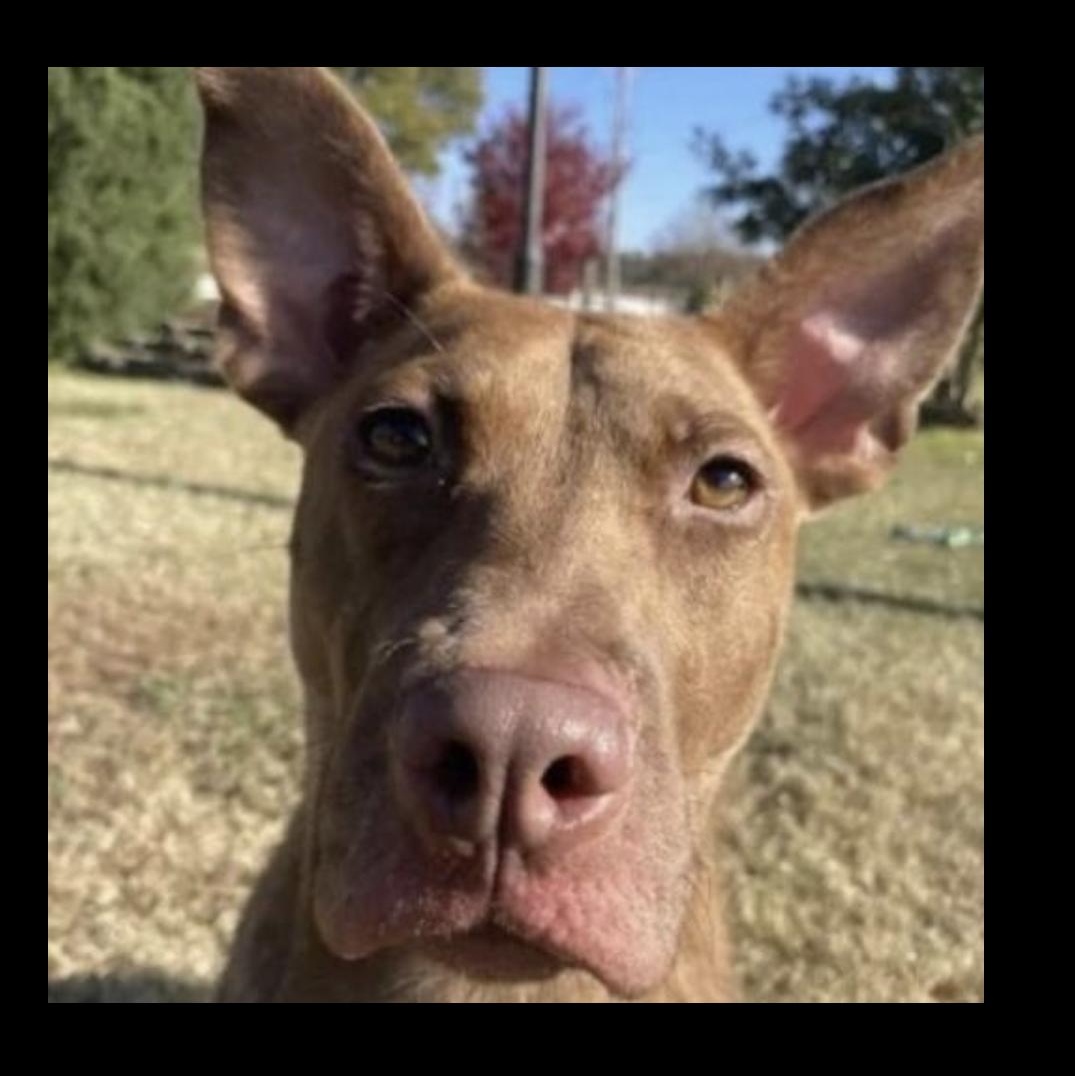 Truman - come meet him, a Adoptable mixed breed in Chicago, IL image 3/4