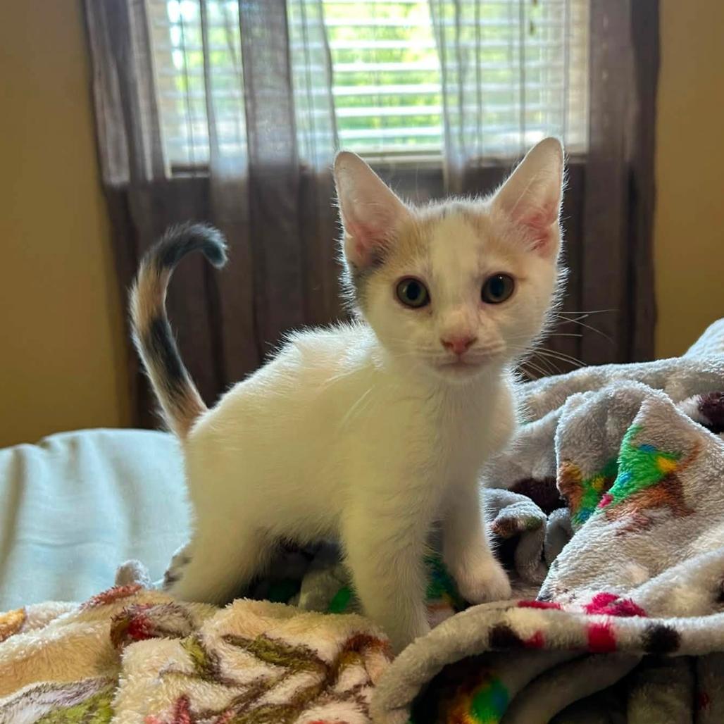 Enlarge Elena Gilbert (Bonded with Katherine Pierce), a Adoptable Domestic Short Hair in Woodbury, NJ image 1/1