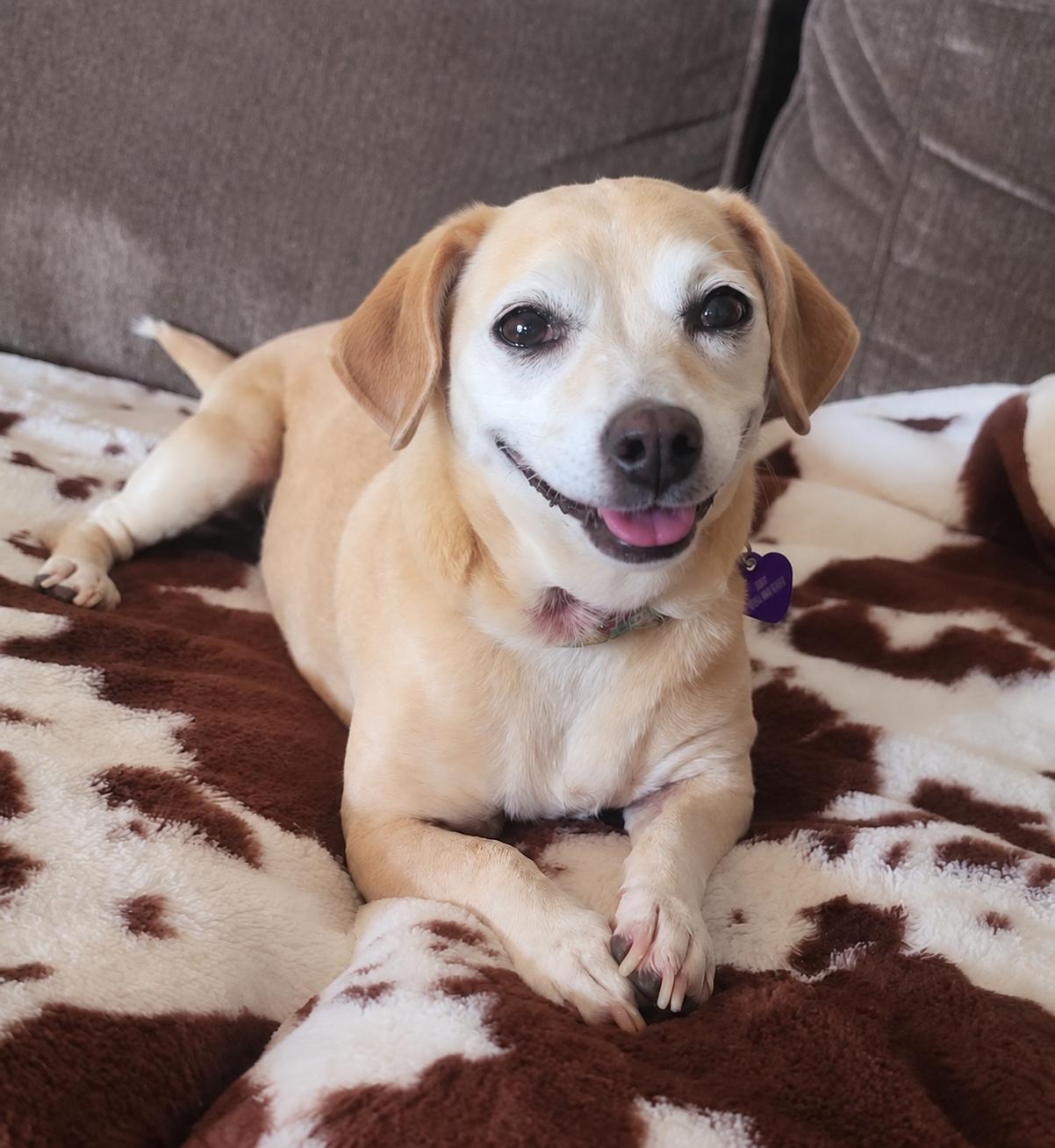 Cleo, Adoptable, Adult Female Chihuahua.
