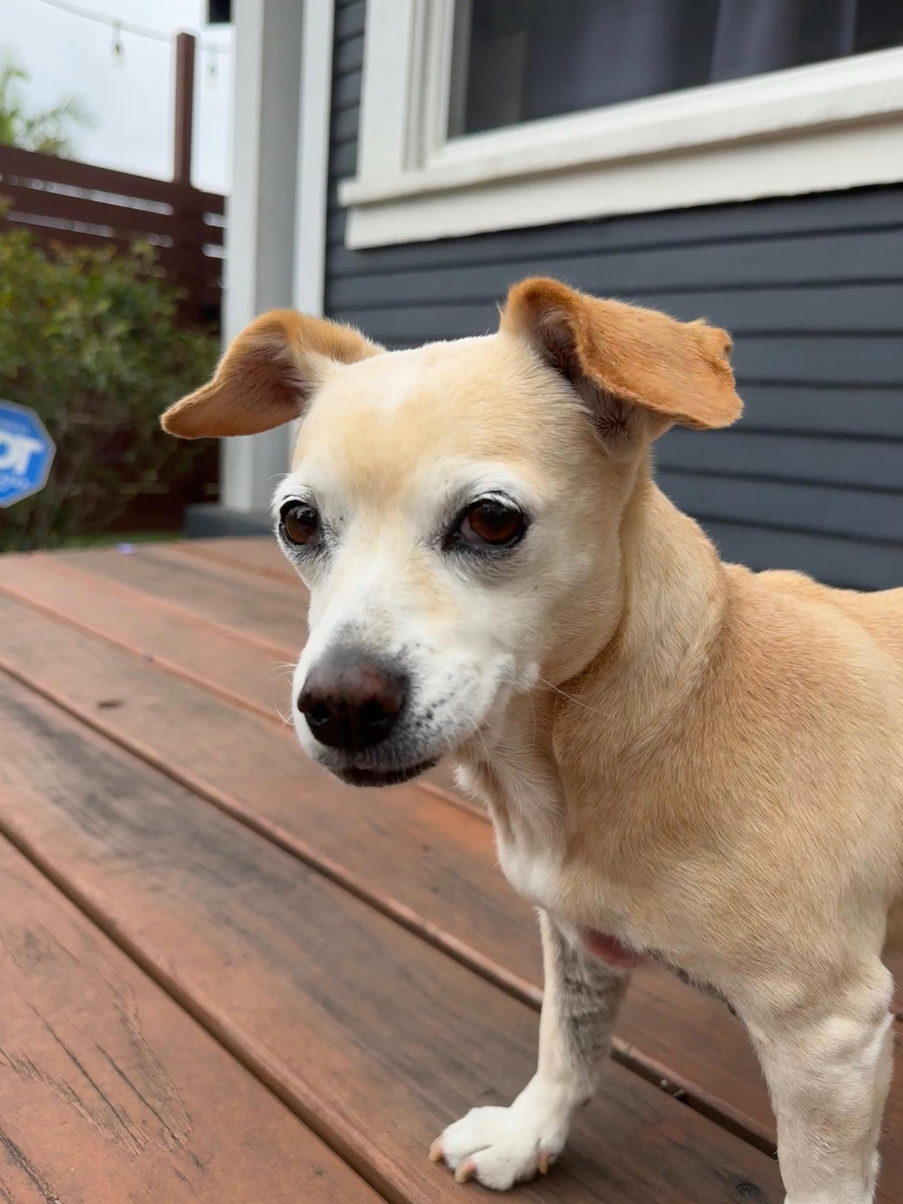Enlarge Cleo, a Adoptable mixed breed in Sharon, CT image 3/5