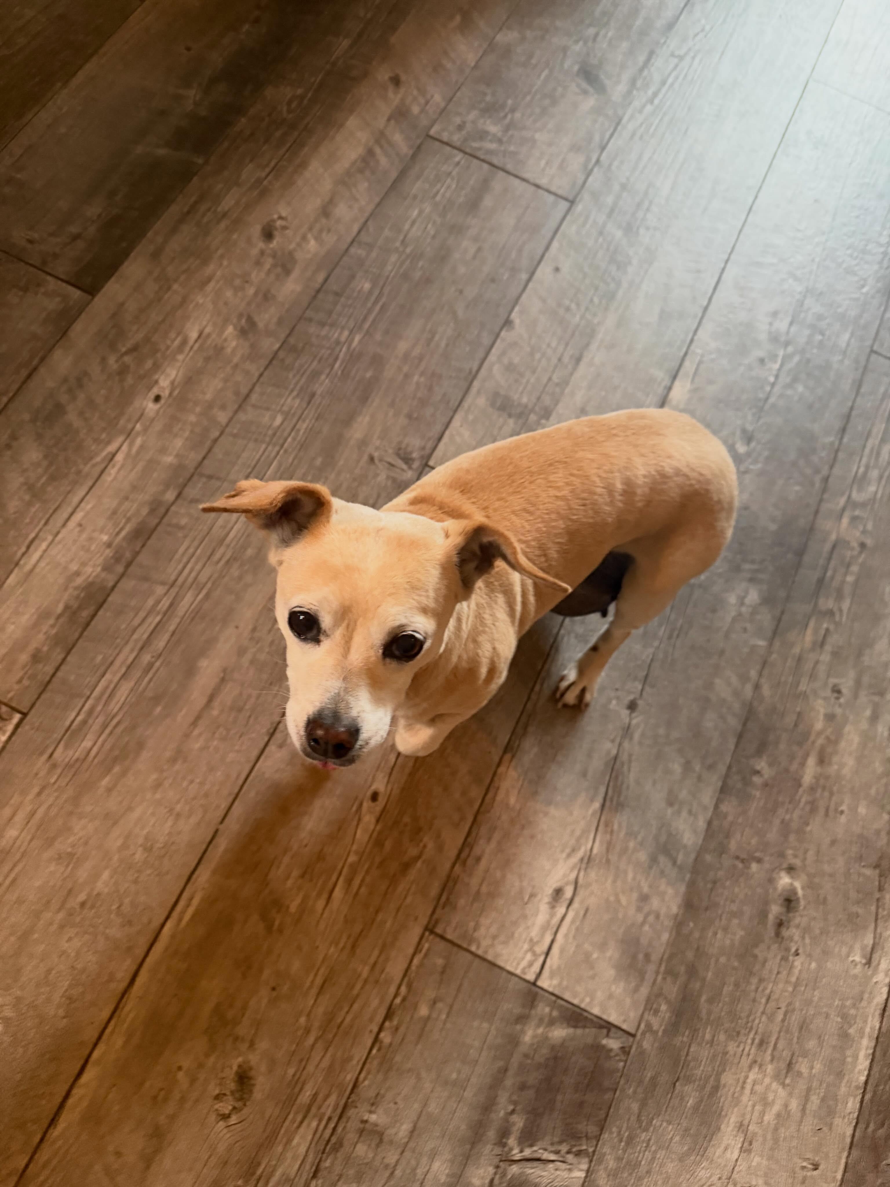 Enlarge Cleo, a Adoptable mixed breed in Sharon, CT image 2/5