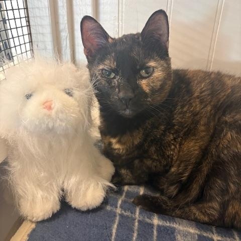 Flora, ADOPTABLE, Adult Female Domestic Short Hair.
