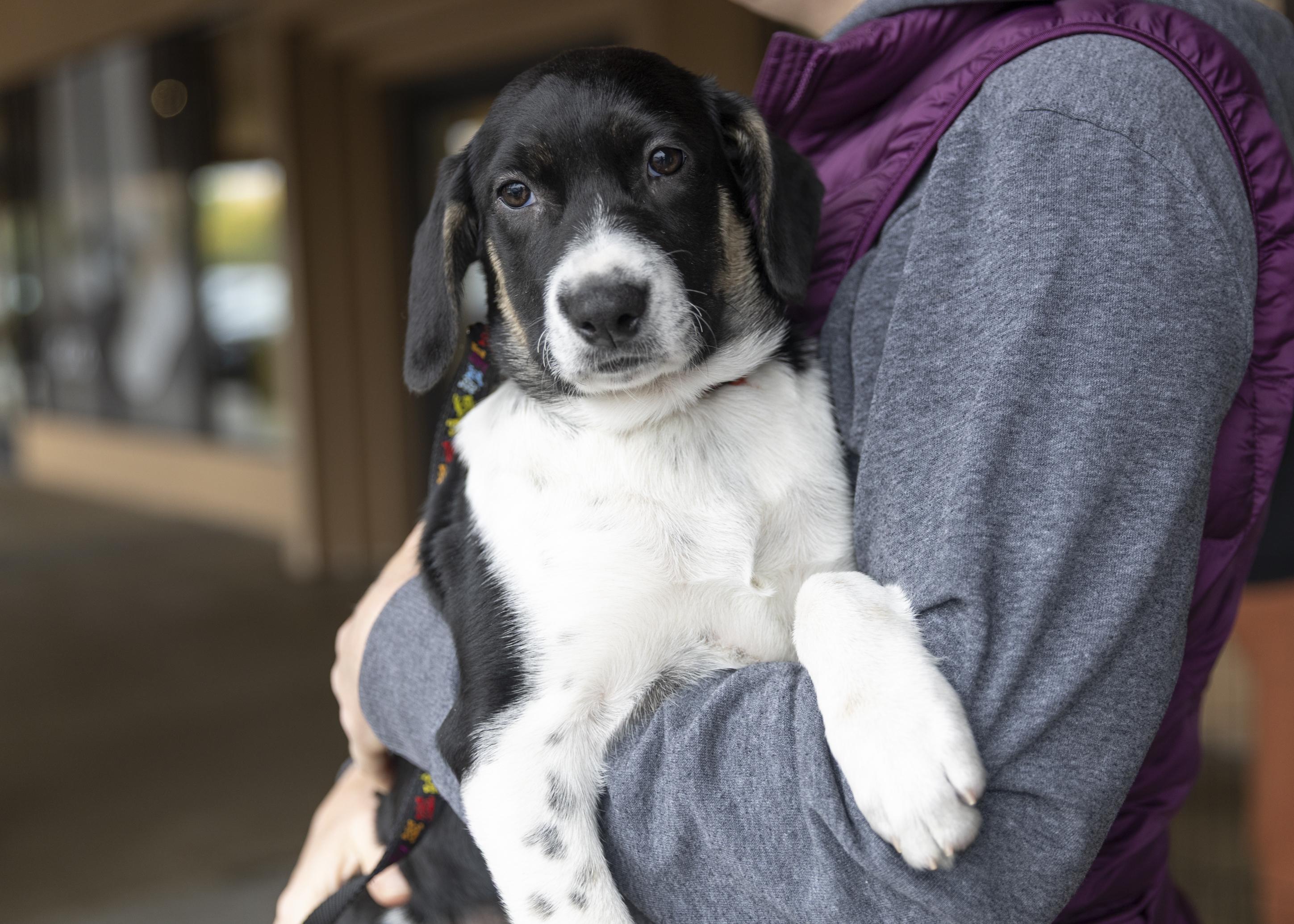 Fiona, Adoptable, Puppy Female Retriever & Collie.