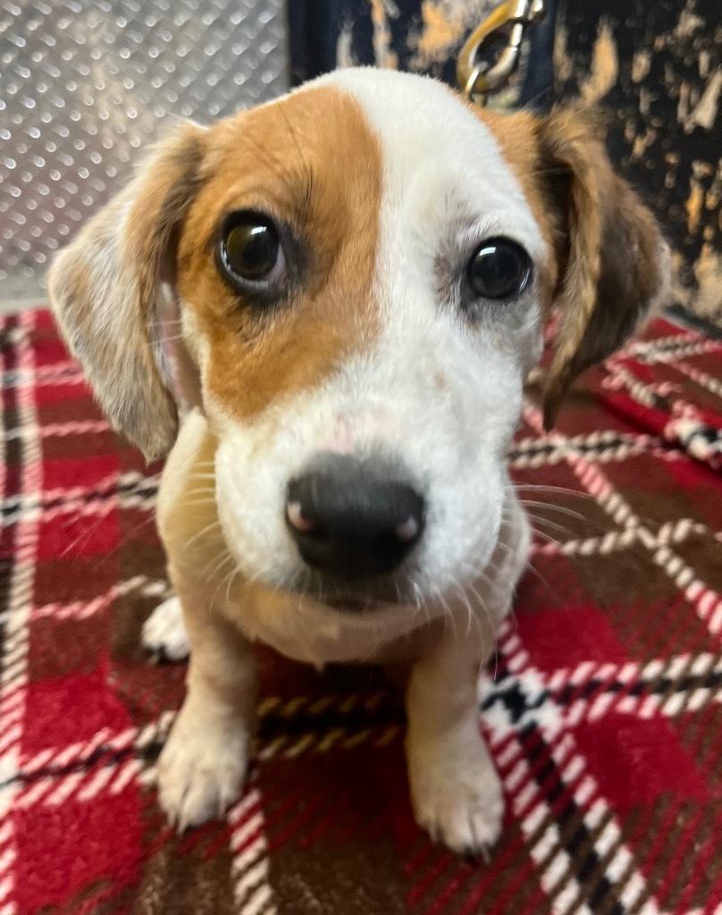 Giovanni, ADOPTABLE, Puppy Male Beagle.