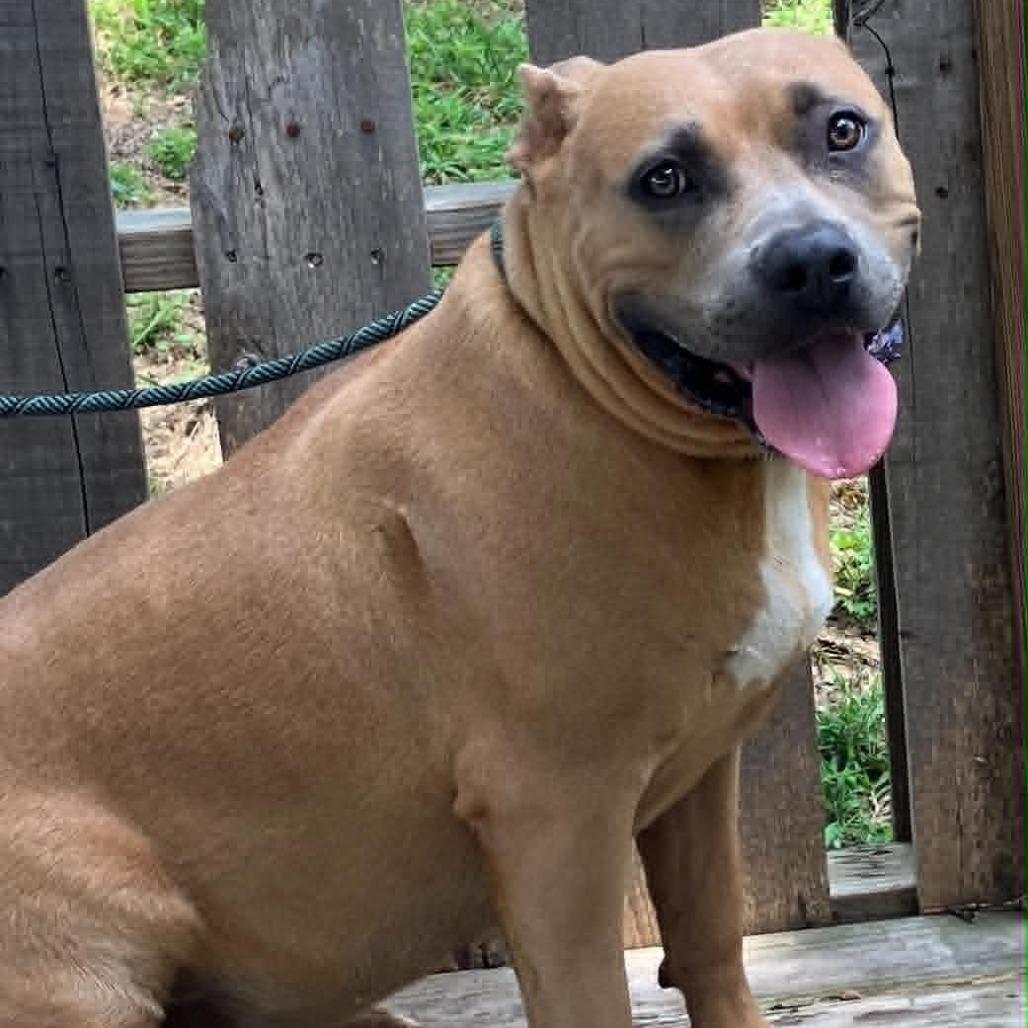 Maid Marian (BIG MOMMA), Adoptable, Adult Female Mixed Breed.