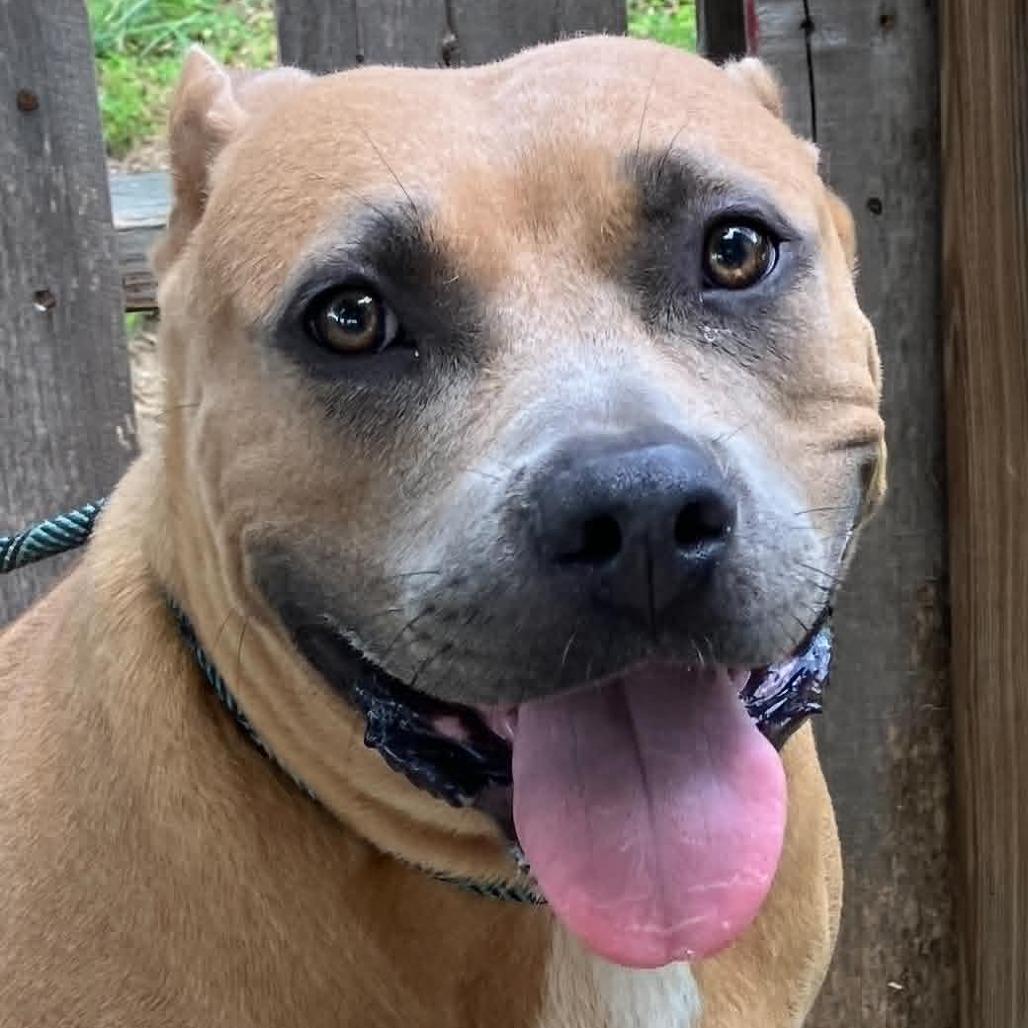 Maid Marian (BIG MOMMA), a Adoptable Mixed Breed in Pulaski, TN image 2/4