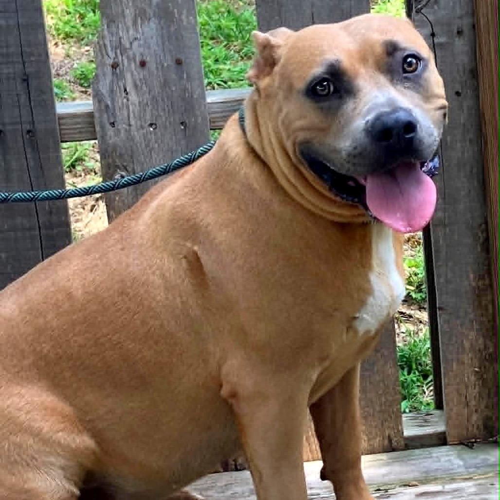 Enlarge Maid Marian (BIG MOMMA), a Adoptable Mixed Breed in Pulaski, TN image 3/6