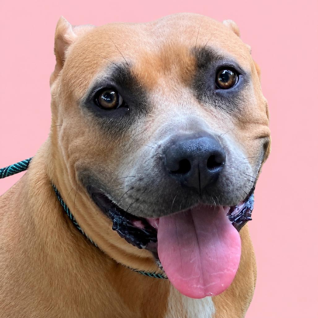 Maid Marian (BIG MOMMA), a Adoptable Mixed Breed in Pulaski, TN image 3/4