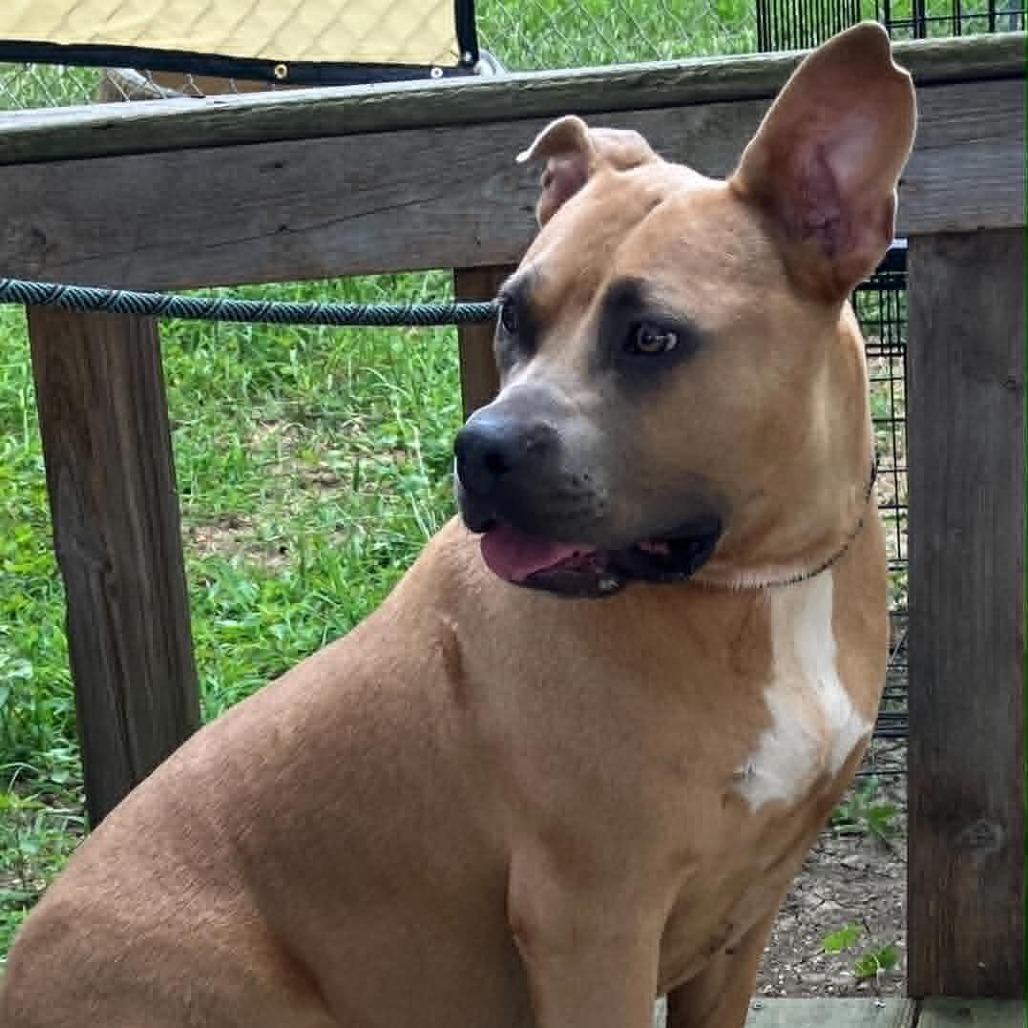 Maid Marian (BIG MOMMA), a Adoptable Mixed Breed in Pulaski, TN image 5/5