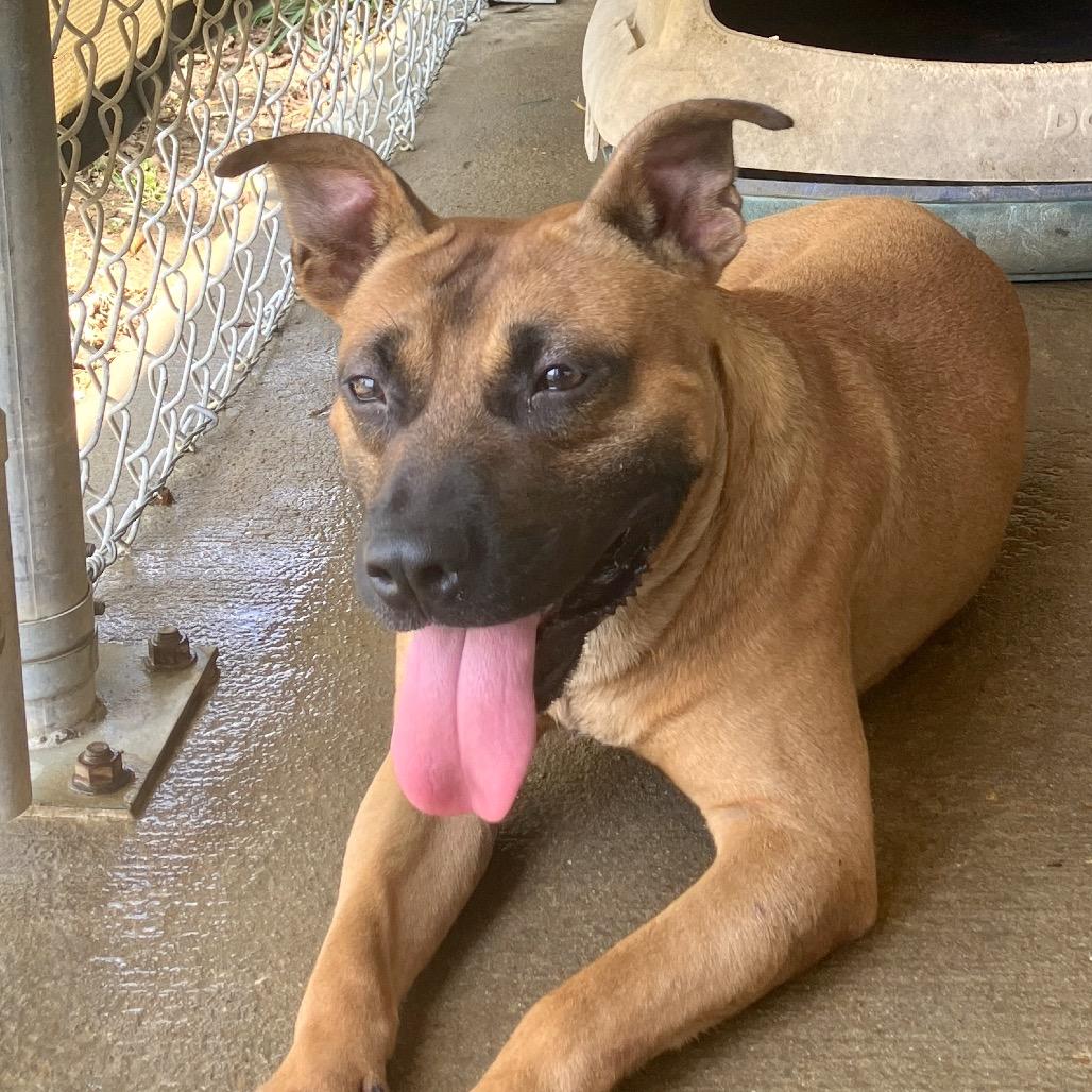 Enlarge Maid Marian (BIG MOMMA), a Adoptable Mixed Breed in Pulaski, TN image 4/6