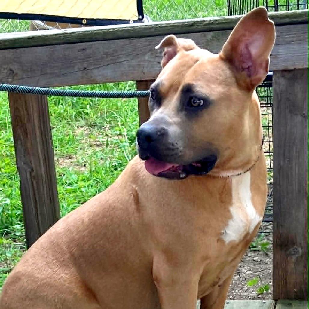 Enlarge Maid Marian (BIG MOMMA), a Adoptable Mixed Breed in Pulaski, TN image 5/6