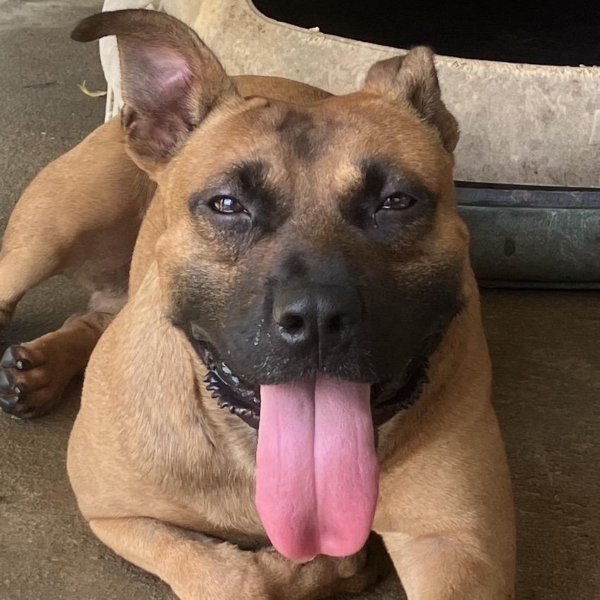 Enlarge Maid Marian (BIG MOMMA), a Adoptable Mixed Breed in Pulaski, TN image 6/6