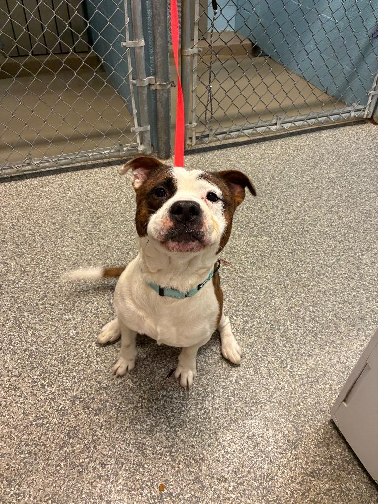 Borzo, Adoptable, Adult Male Pit Bull Terrier & Mixed Breed.