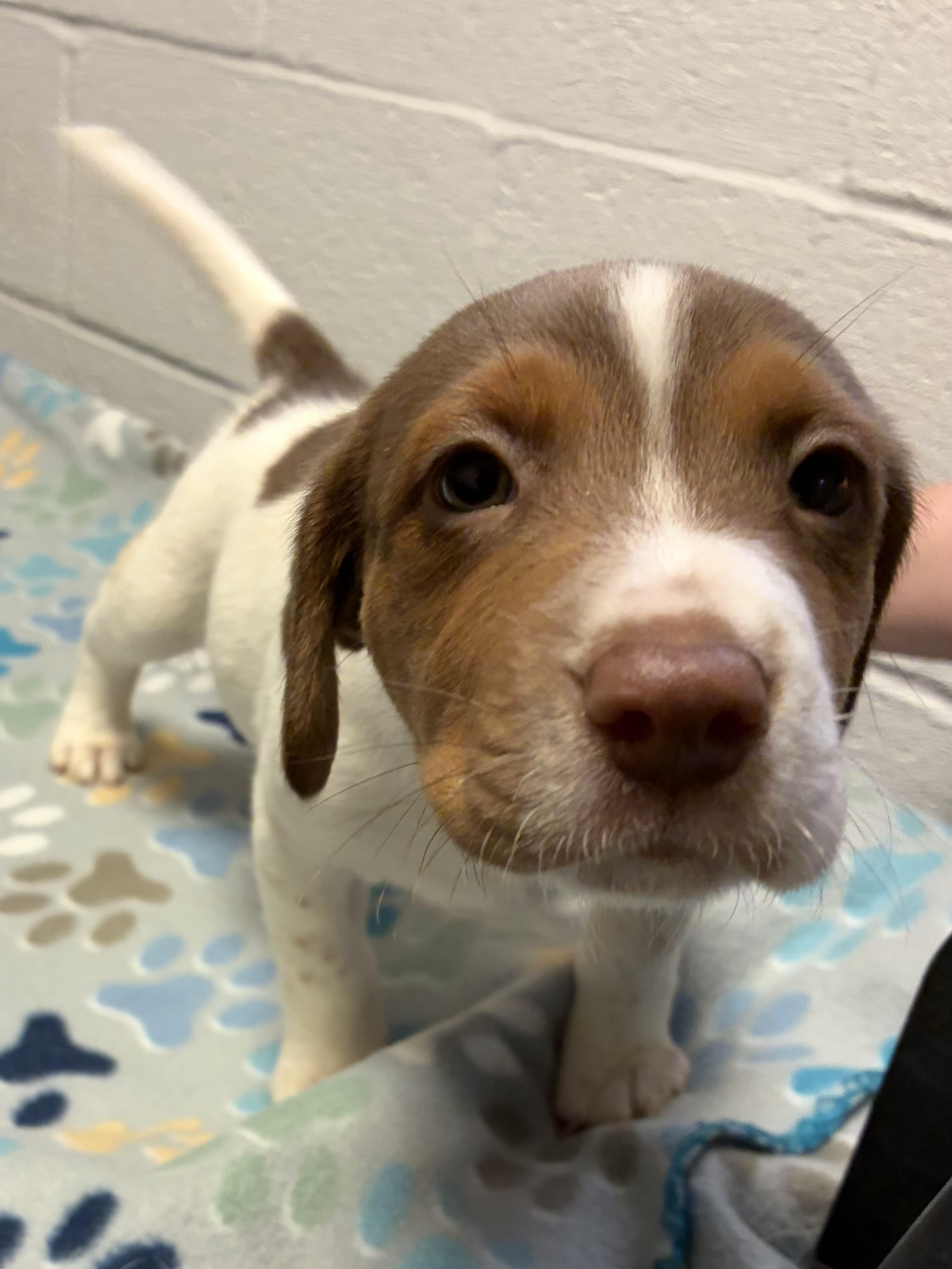 Enlarge Finnegan, an adopted mixed breed in Heathsville, VA image 1/2