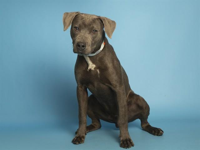 Enlarge GUS, a Adoptable mixed breed in Phoenix, AZ image 1/1