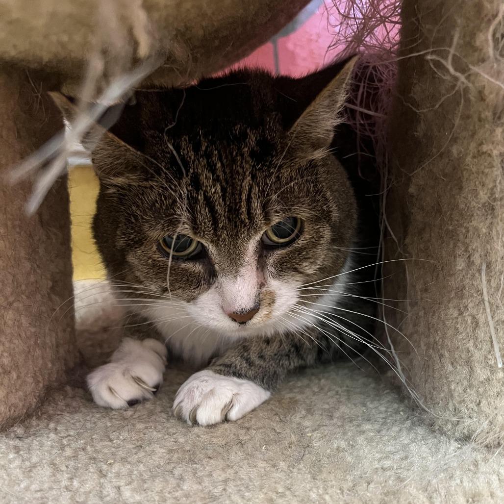 Sybil, Senior Female Domestic Short Hair