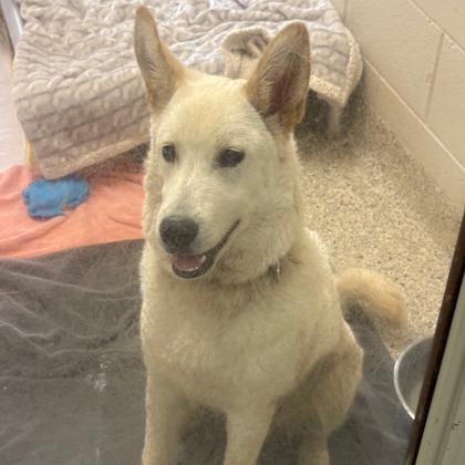Pudge, an adoptable Siberian Husky in Whitby, ON, L1N 0H9 | Photo Image 1
