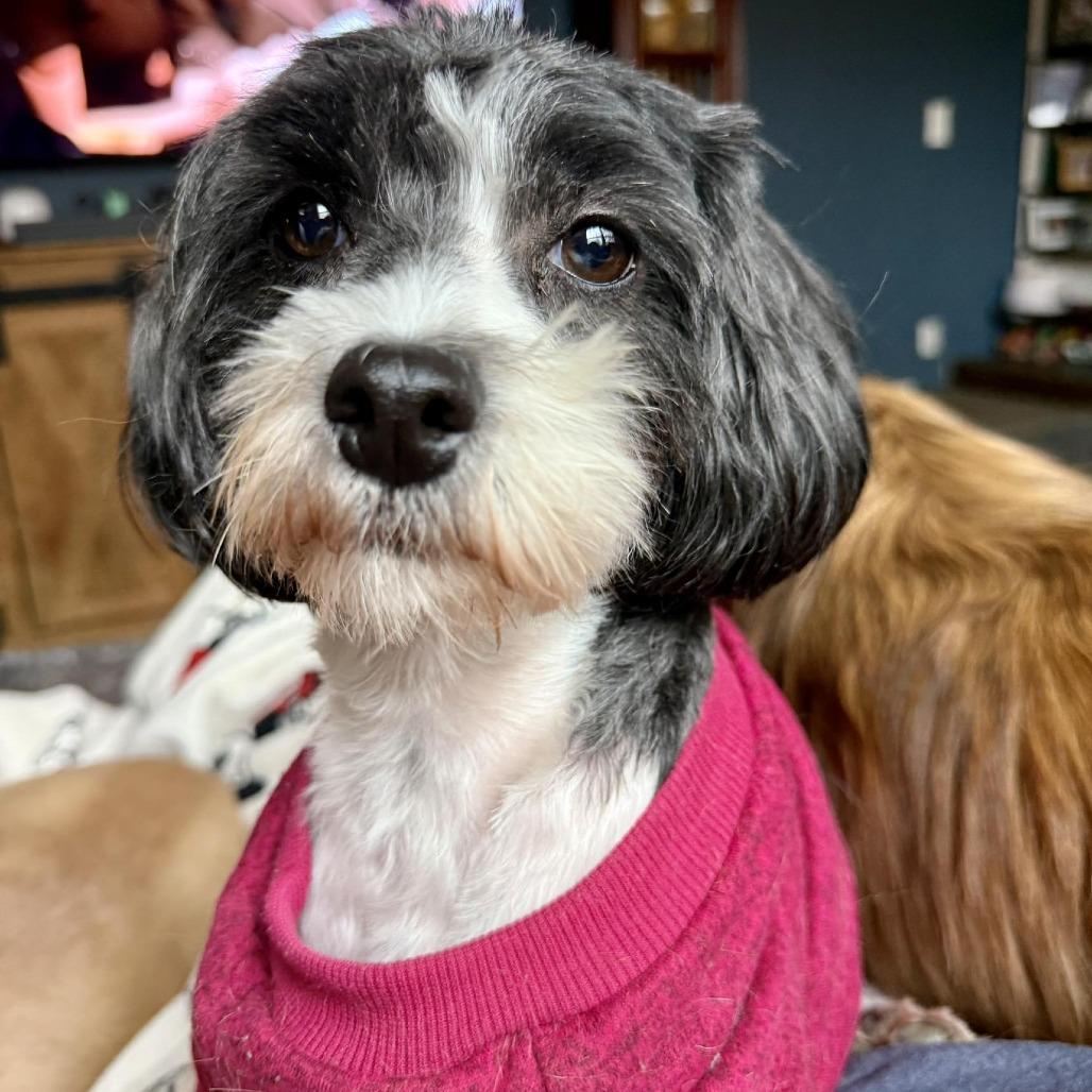 Enlarge Staci, a Adoptable mixed breed in Olathe, KS image 2/6