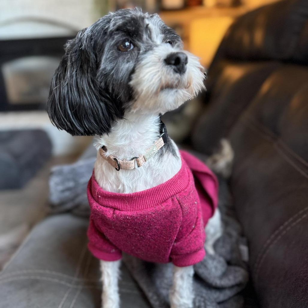 Enlarge Staci, a Adoptable mixed breed in Olathe, KS image 5/6