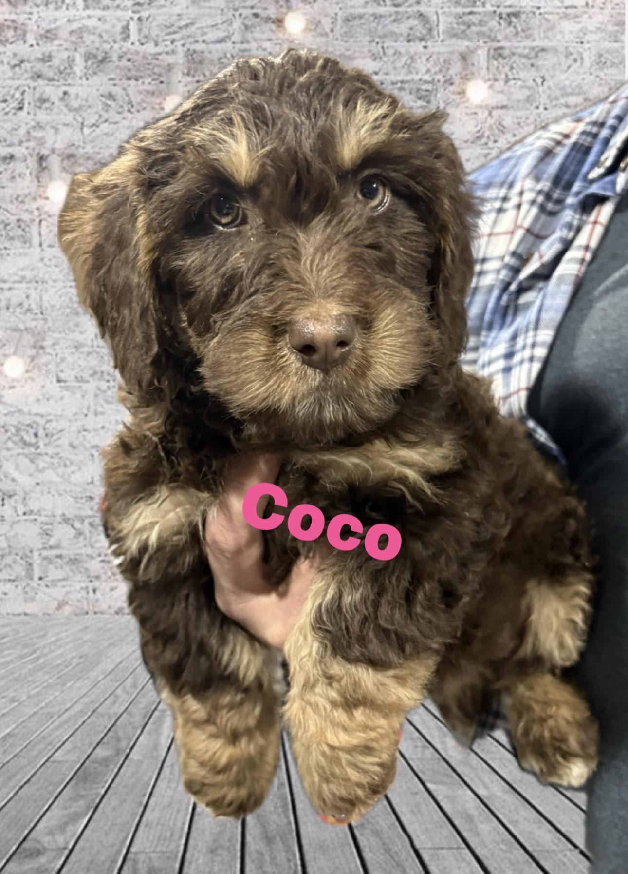 Enlarge ** Postponed ** Please inquire .. Adoption Event, a ADOPTABLE Goldendoodle in Wayne , NJ image 3/3