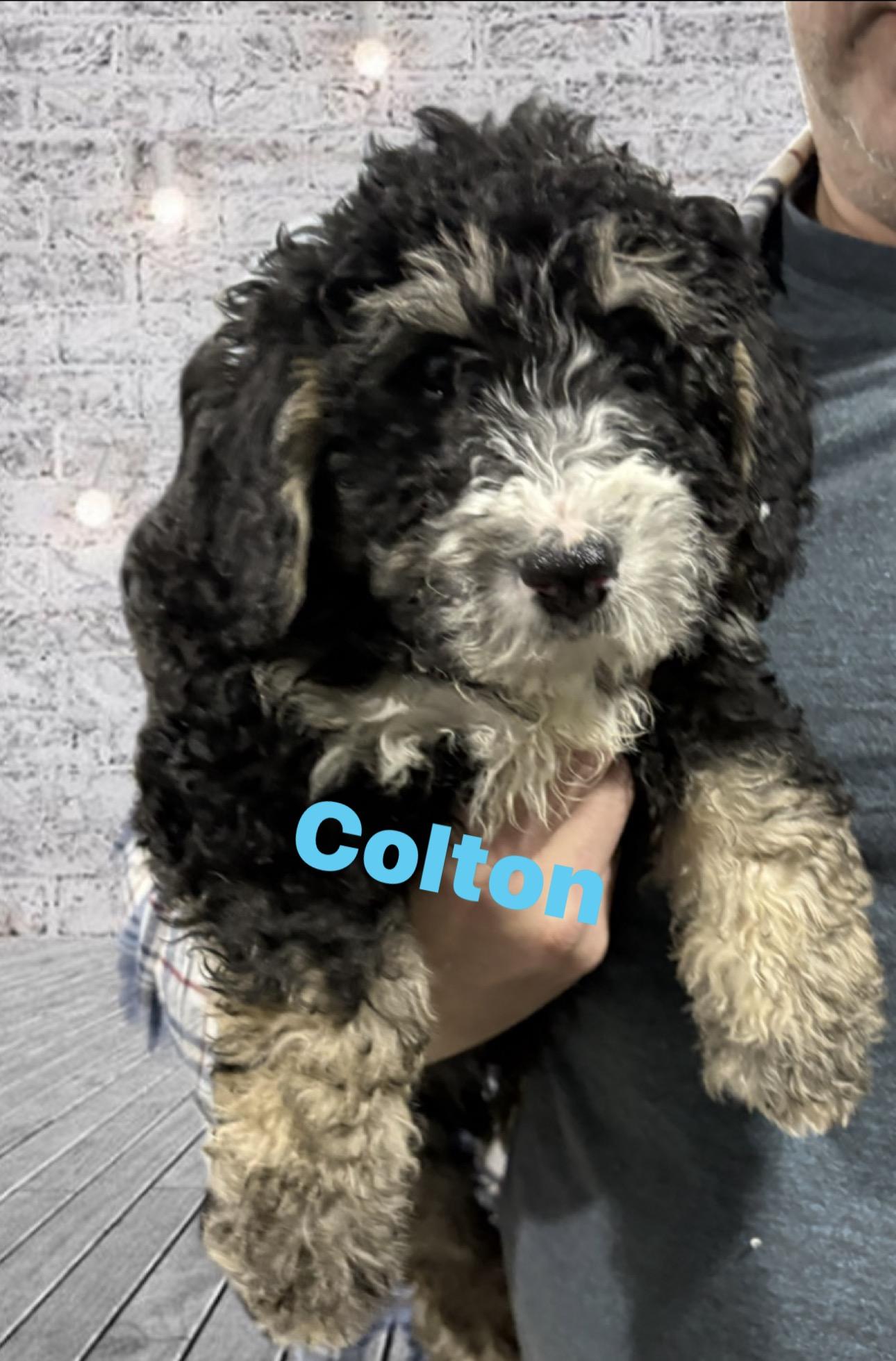 Enlarge ** Postponed ** Please inquire .. Adoption Event, a ADOPTABLE Goldendoodle in Wayne , NJ image 2/3