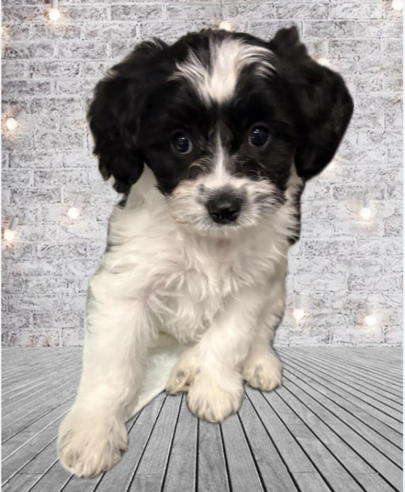 ** Postponed ** Please inquire .. Adoption Event, ADOPTABLE, Puppy Male Goldendoodle.