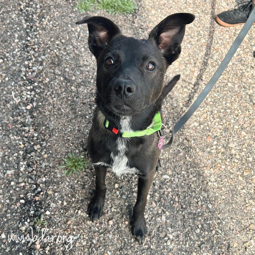 Mercy, a Adoptable mixed breed in Cheyenne, WY image 1/3
