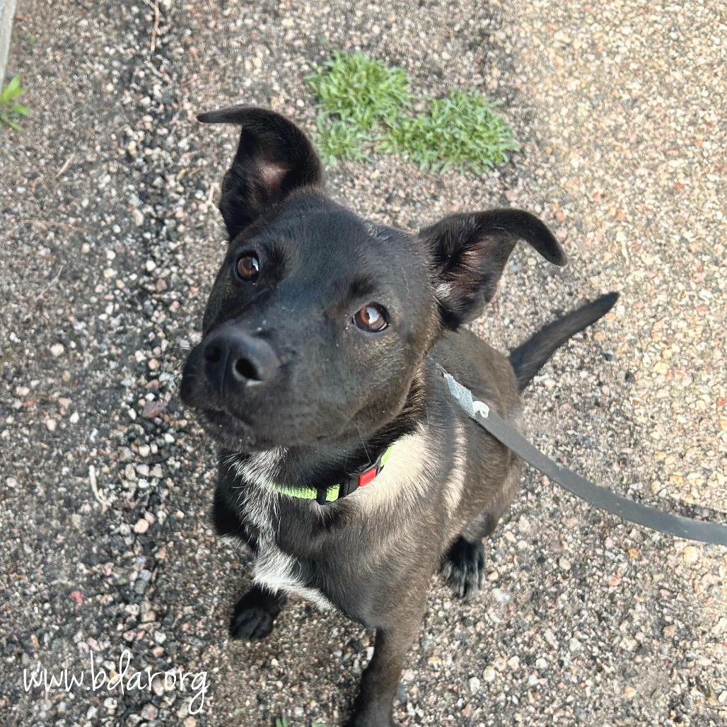 Mercy, a Adoptable mixed breed in Cheyenne, WY image 2/3