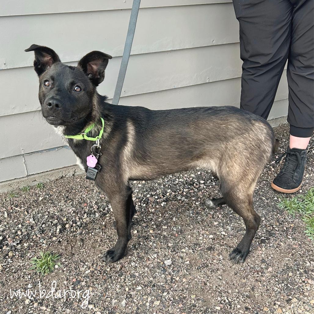 Mercy, a Adoptable mixed breed in Cheyenne, WY image 3/3