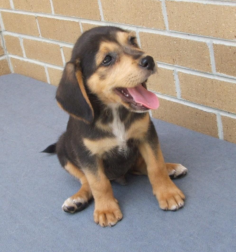 Dane