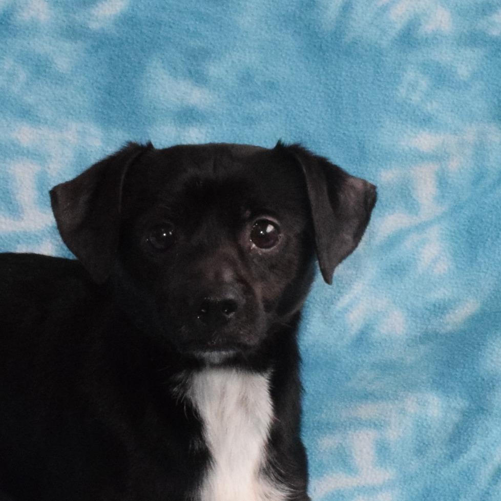 Cosmo, Adoptable, Adult Male Chihuahua & Mixed Breed.