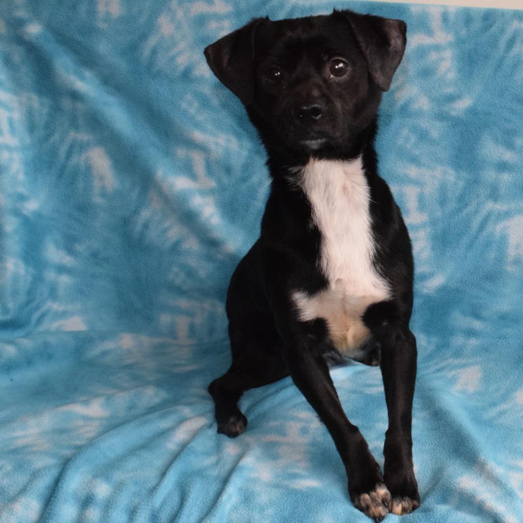 Cosmo, a Adoptable mixed breed in Eureka, CA image 2/3