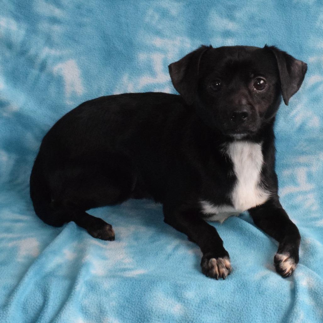Cosmo, a Adoptable mixed breed in Eureka, CA image 3/3