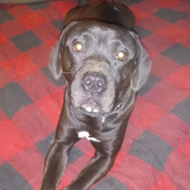 Tyler, a Adoptable mixed breed in North Jackson, OH image 1/4