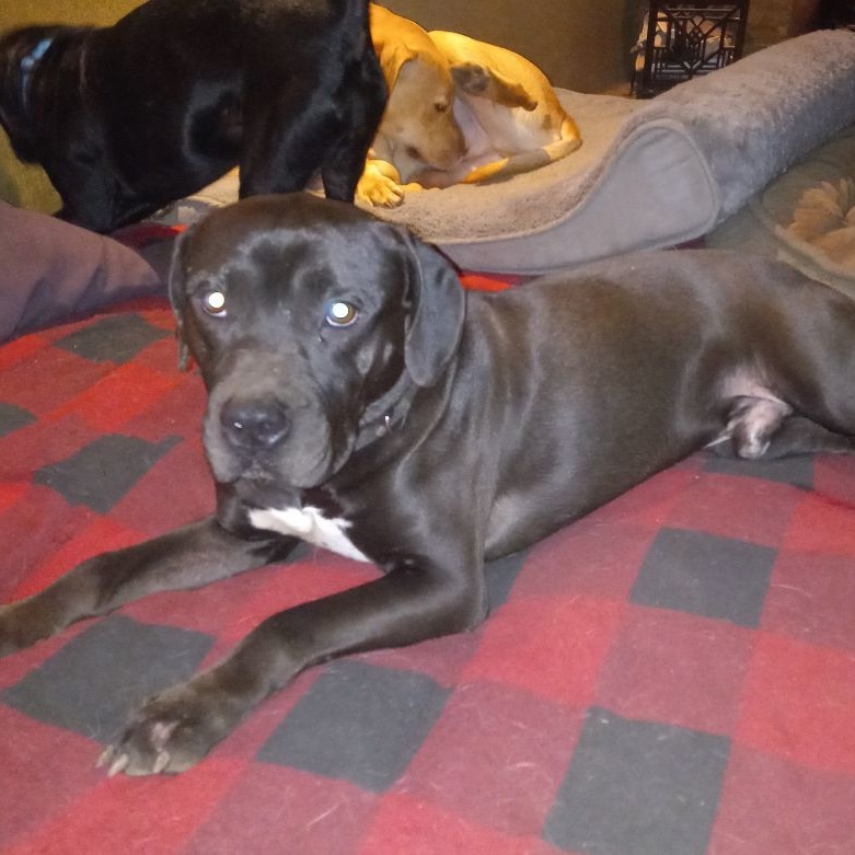 Tyler, a Adoptable mixed breed in North Jackson, OH image 3/4