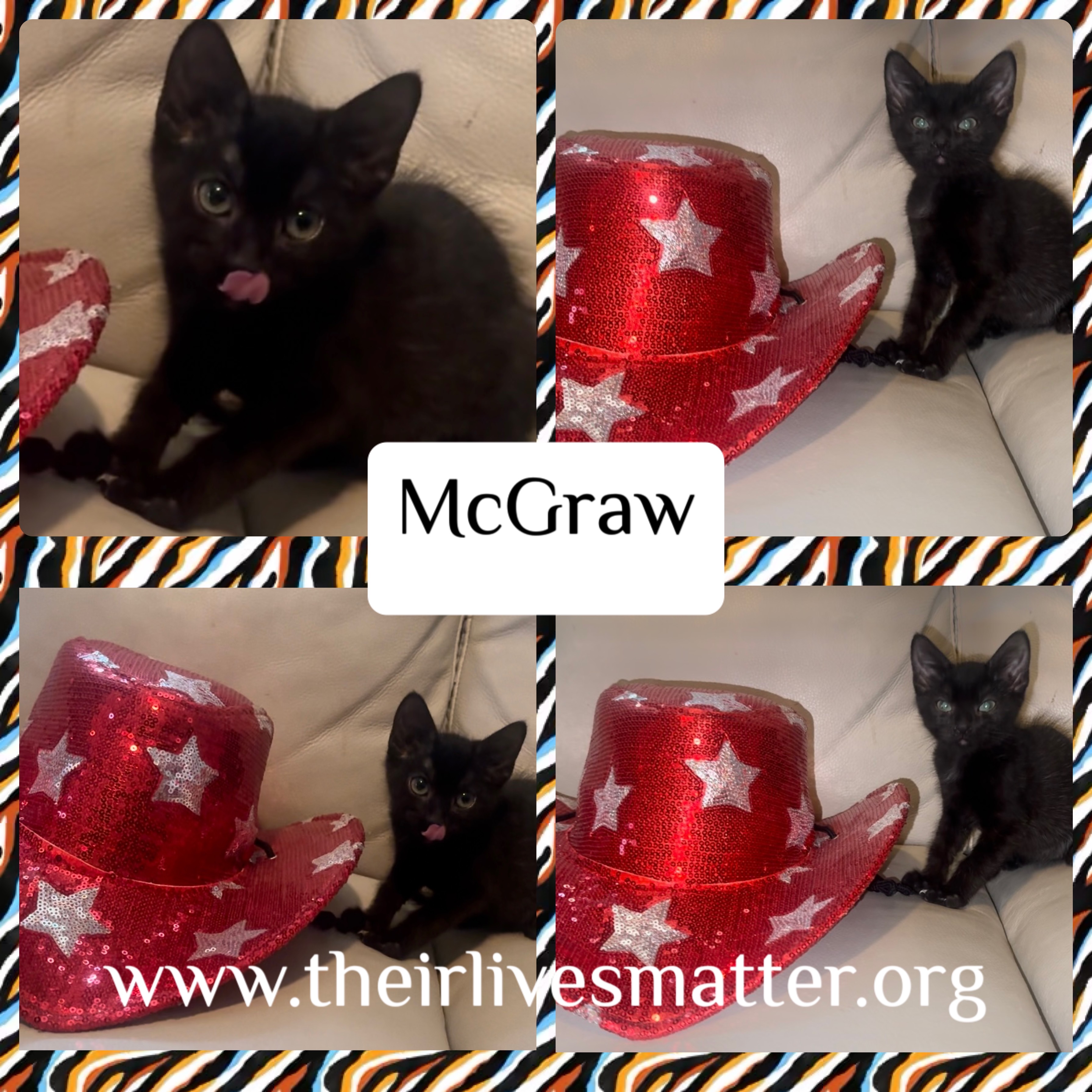 Mcgraw, Adoptable, Young Male Domestic Short Hair.