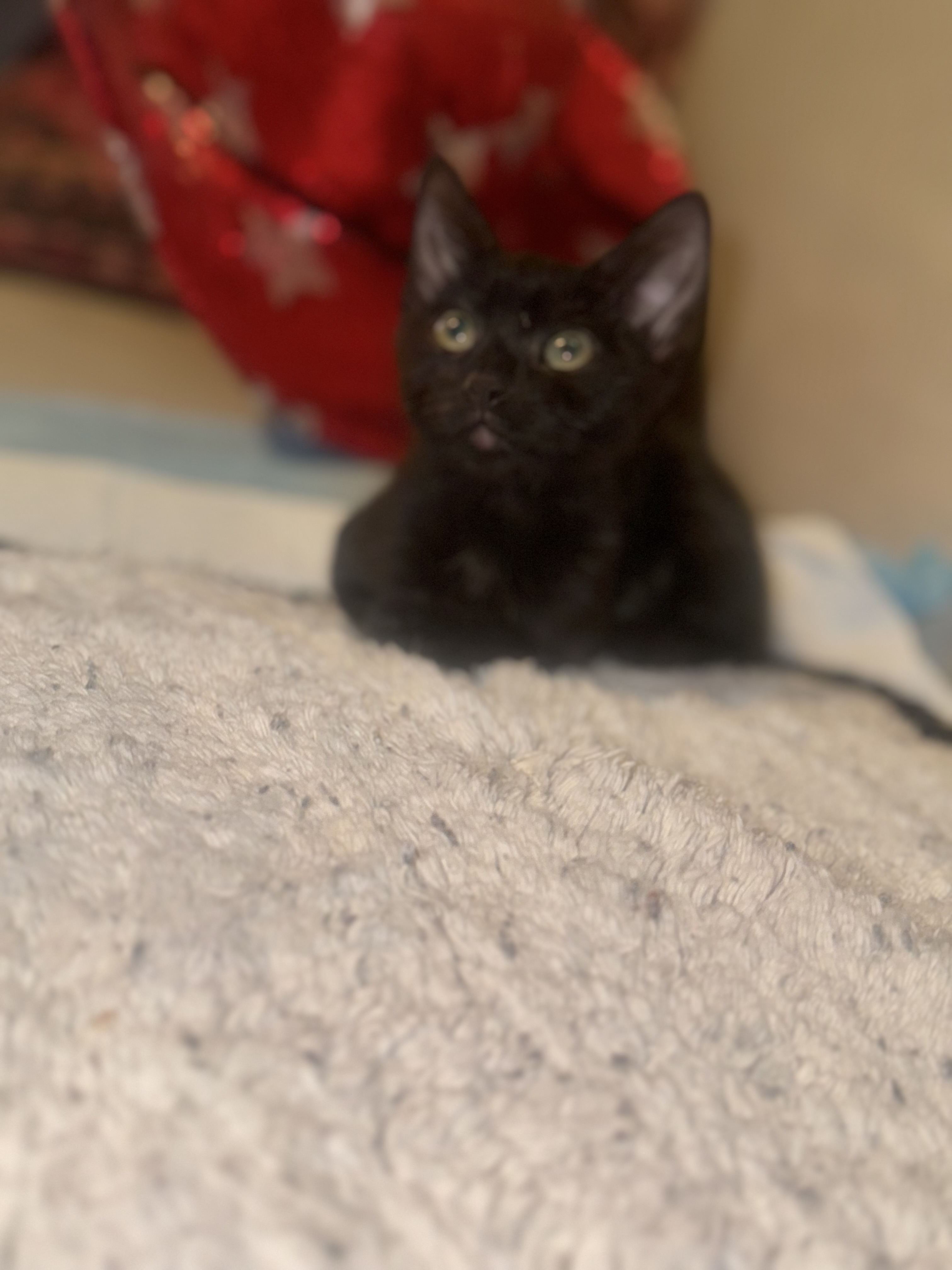 Mcgraw, a Adoptable Domestic Short Hair in Palm City, FL image 2/6