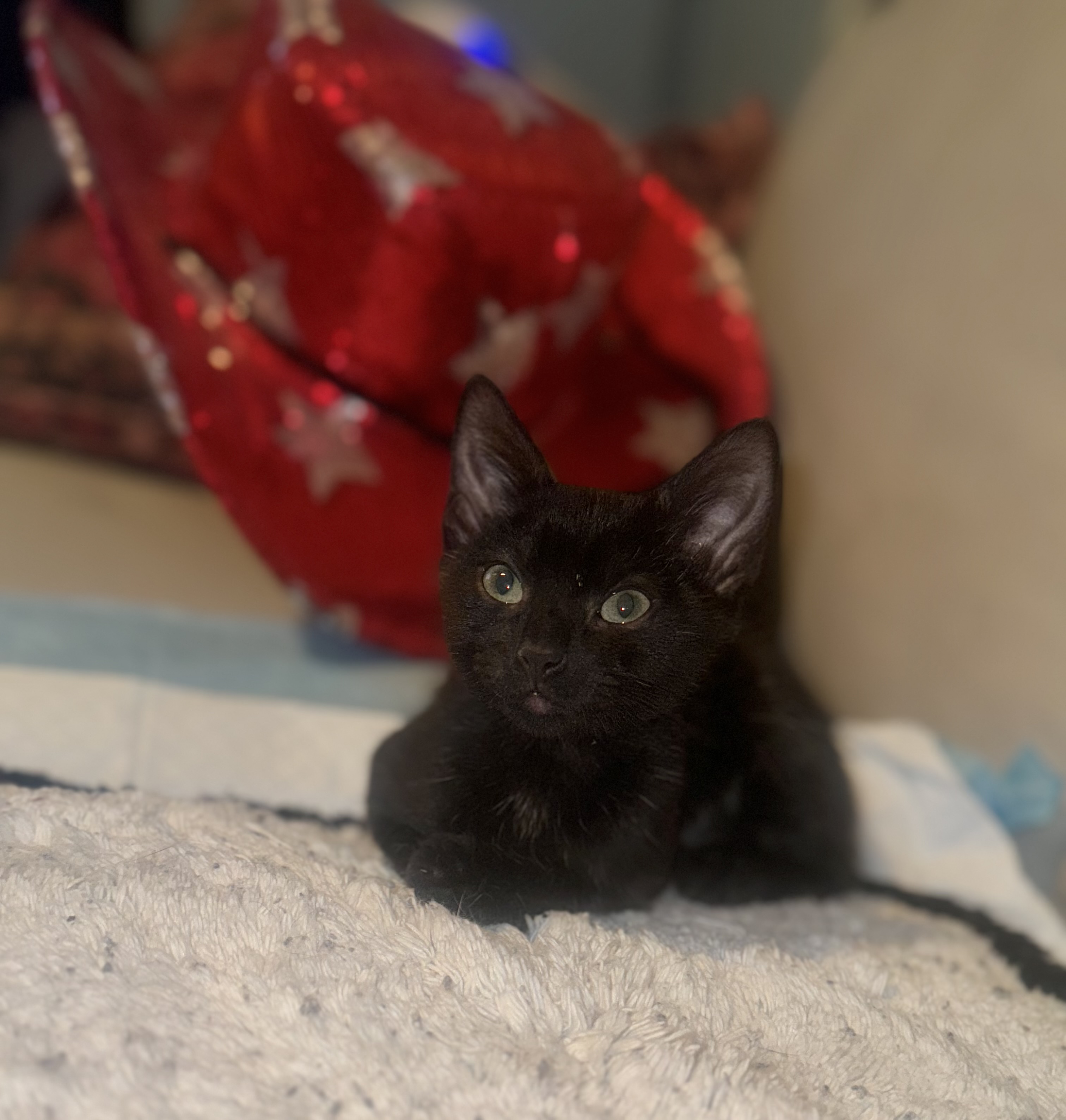 Mcgraw, a Adoptable Domestic Short Hair in Palm City, FL image 3/6