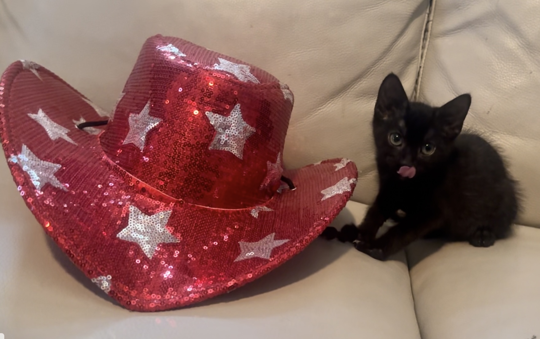 Mcgraw, a Adoptable Domestic Short Hair in Palm City, FL image 4/6