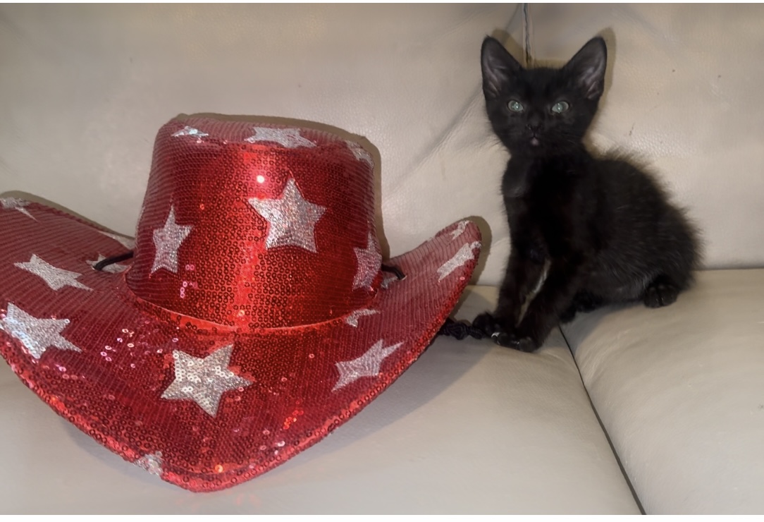 Mcgraw, a Adoptable Domestic Short Hair in Palm City, FL image 5/6