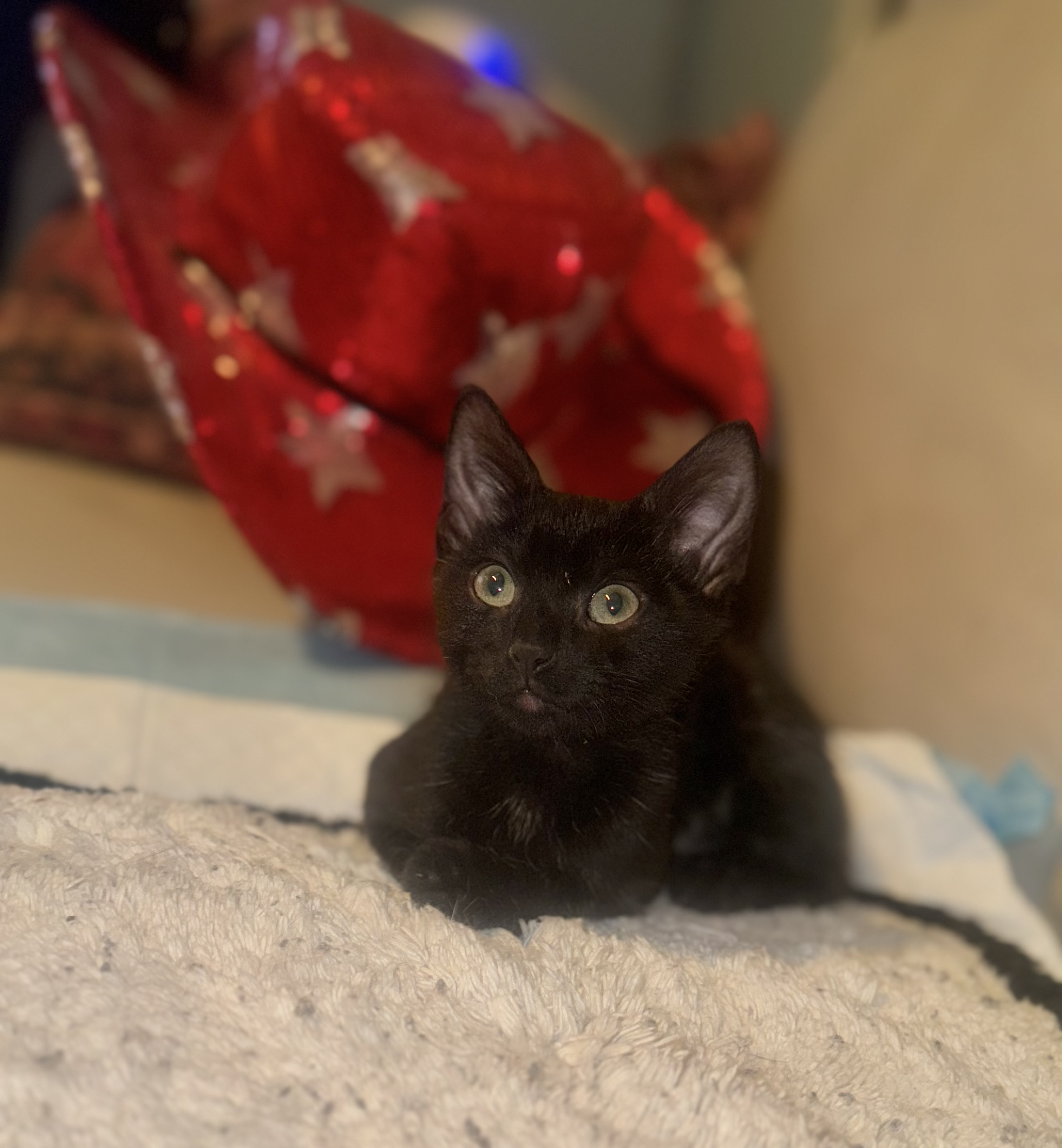 Mcgraw, a Adoptable Domestic Short Hair in Palm City, FL image 6/6