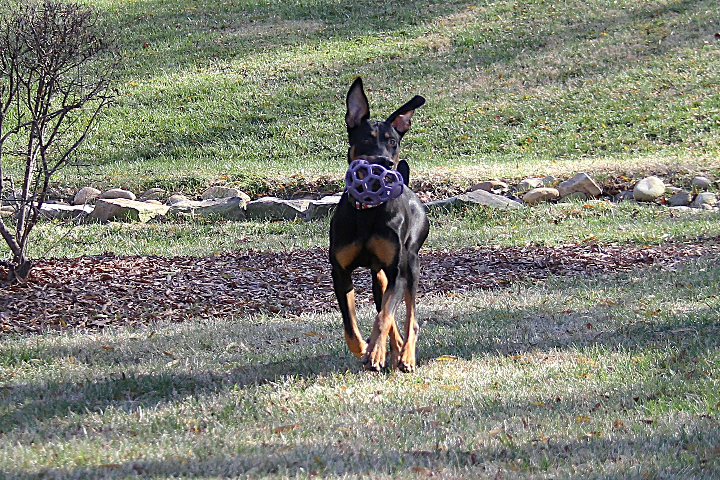 Enlarge Anton, an adopted Doberman Pinscher in Matthews, NC image 5/6