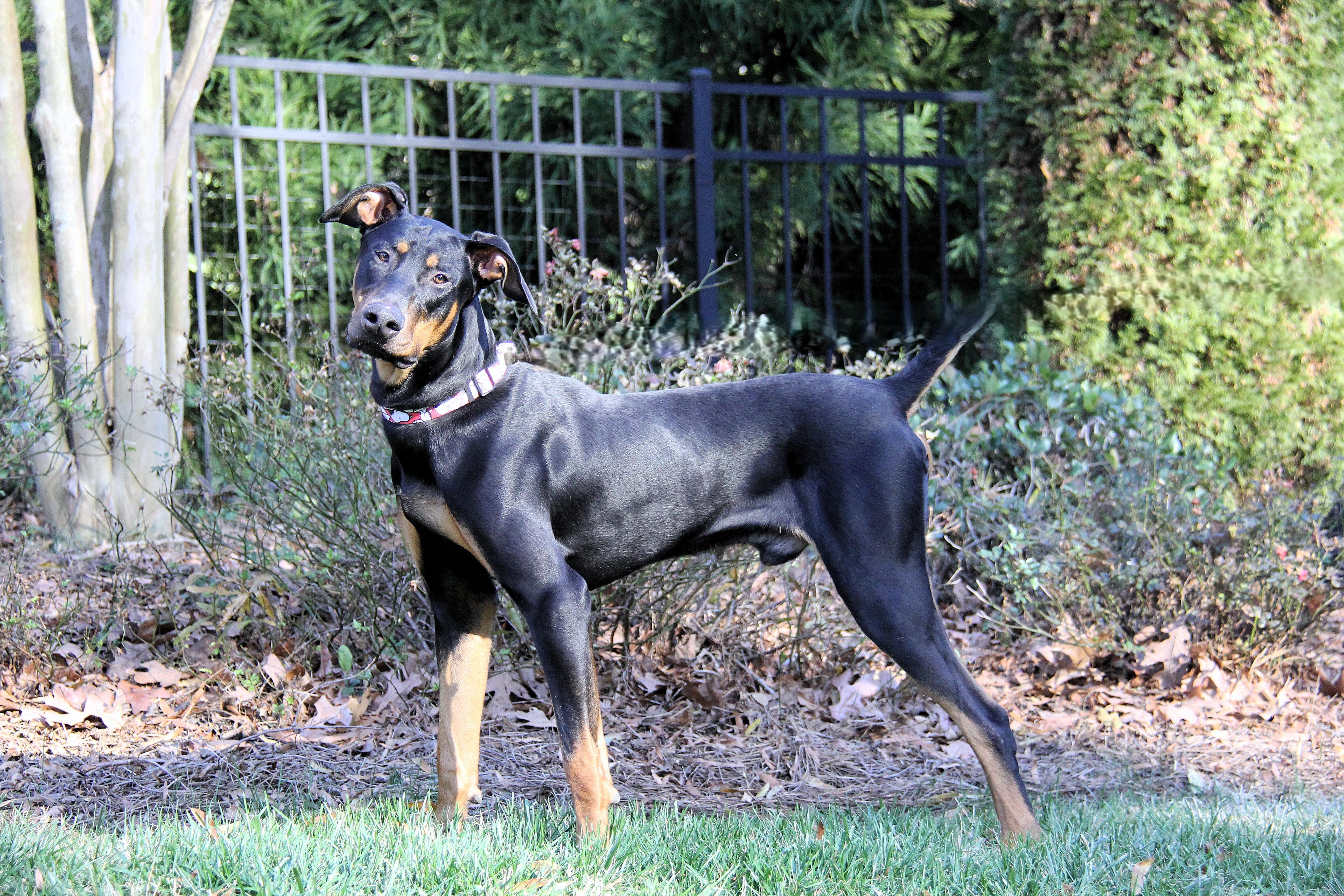 Enlarge Anton, an adopted Doberman Pinscher in Matthews, NC image 6/6
