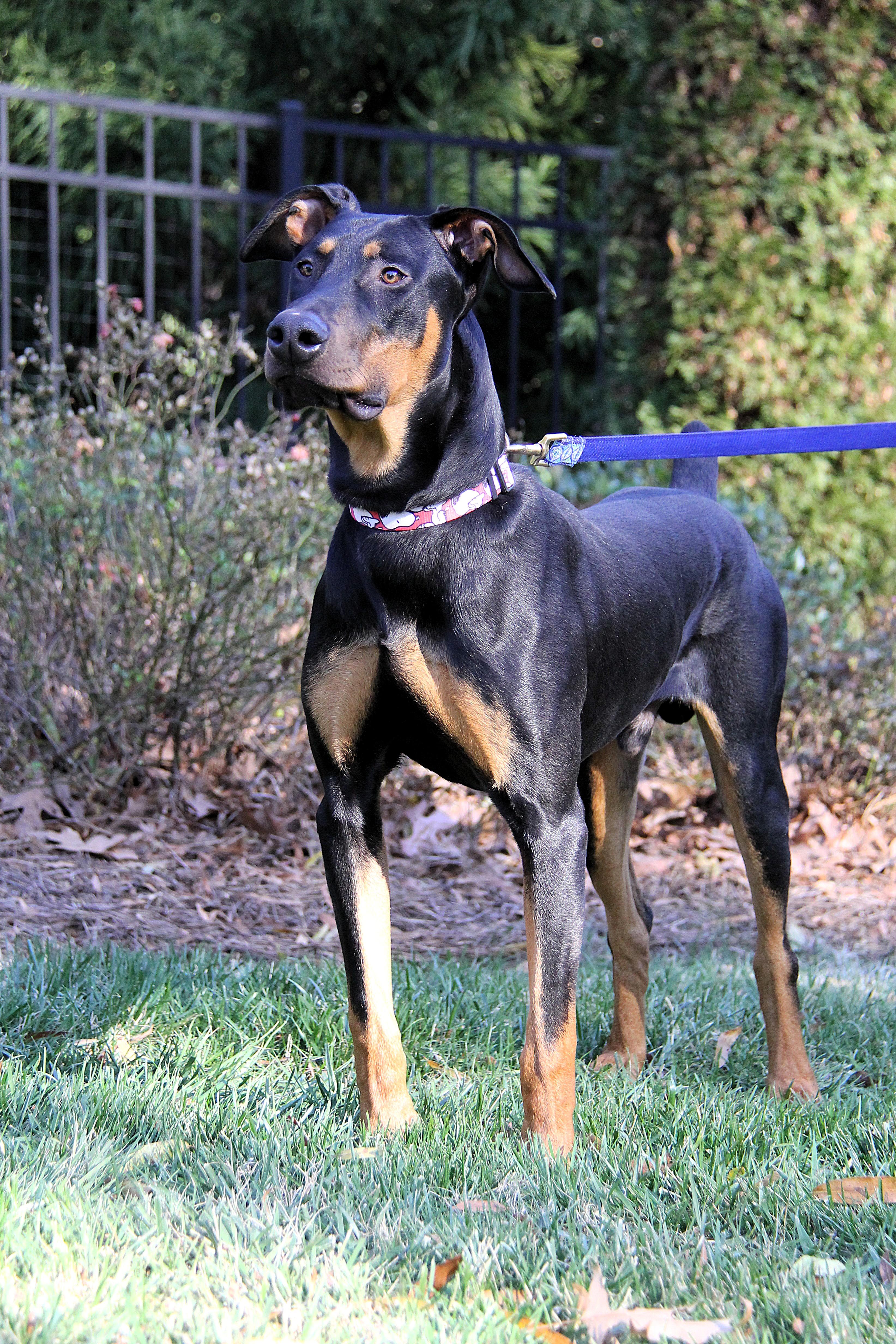 Enlarge Anton, an adopted Doberman Pinscher in Matthews, NC image 1/6