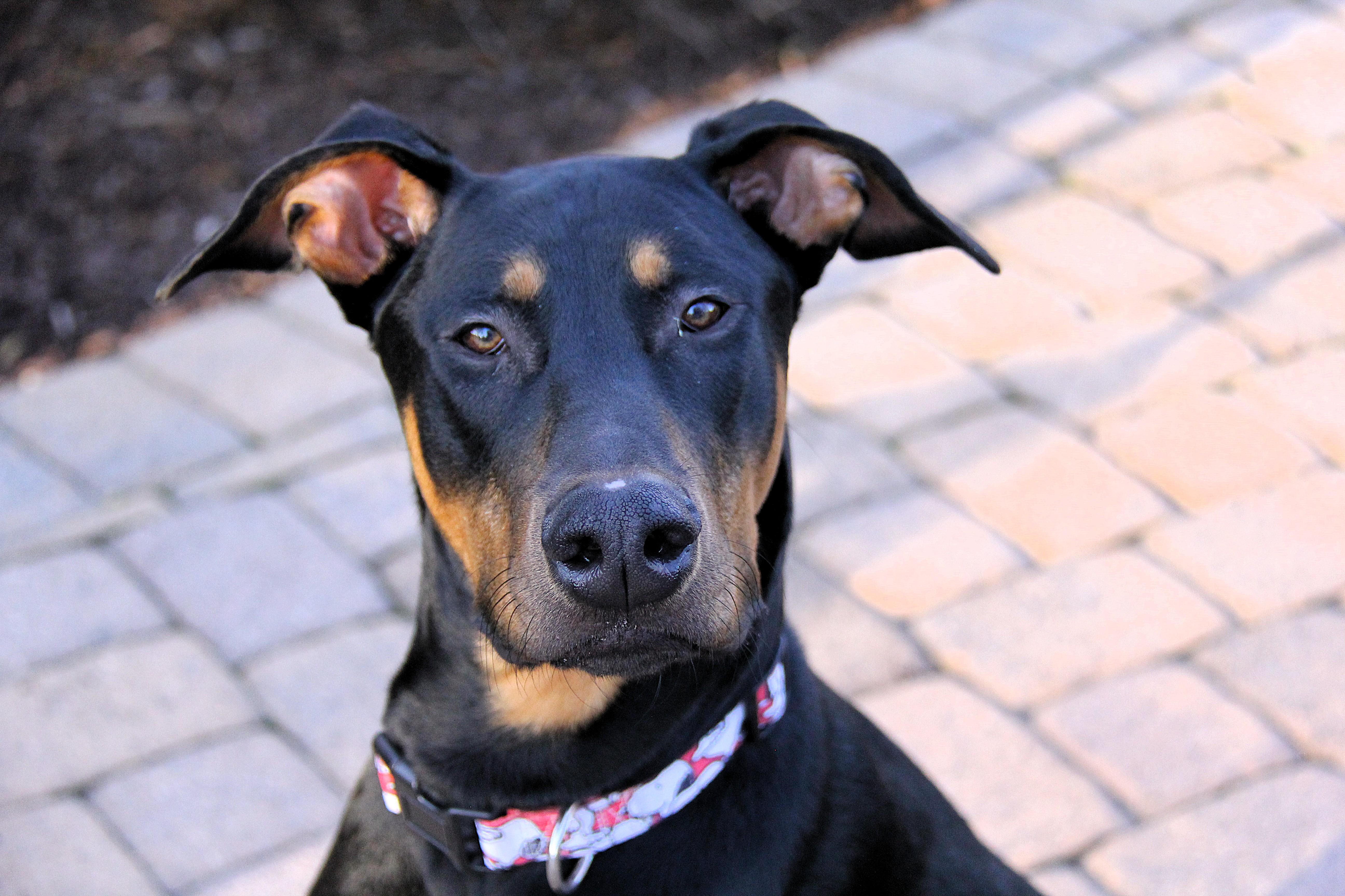 Enlarge Anton, an adopted Doberman Pinscher in Matthews, NC image 2/6