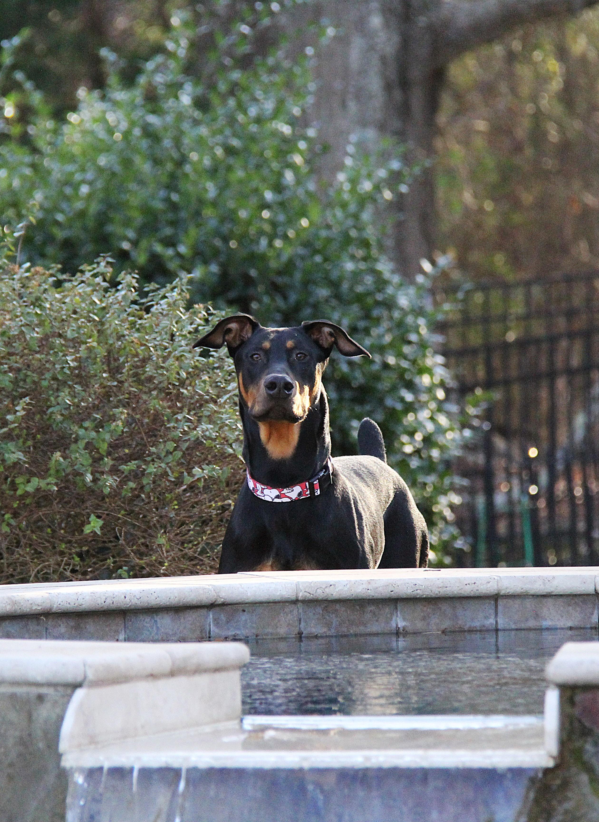Enlarge Anton, an adopted Doberman Pinscher in Matthews, NC image 3/6
